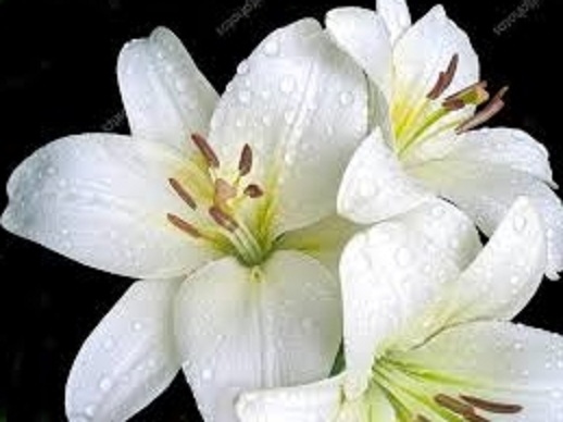 fleurs lys blanc