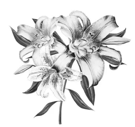 Illustration en noir et blanc de trois fleurs de lys épanouies.