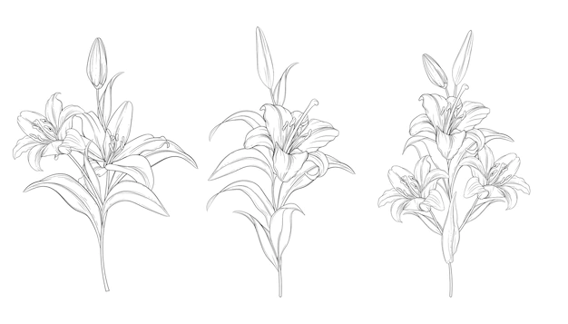 Dessins botaniques de fleurs de lys sur fond blanc.