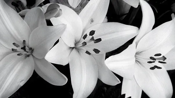 Gros plan en noir et blanc sur trois fleurs de lys blanches ouvertes.
