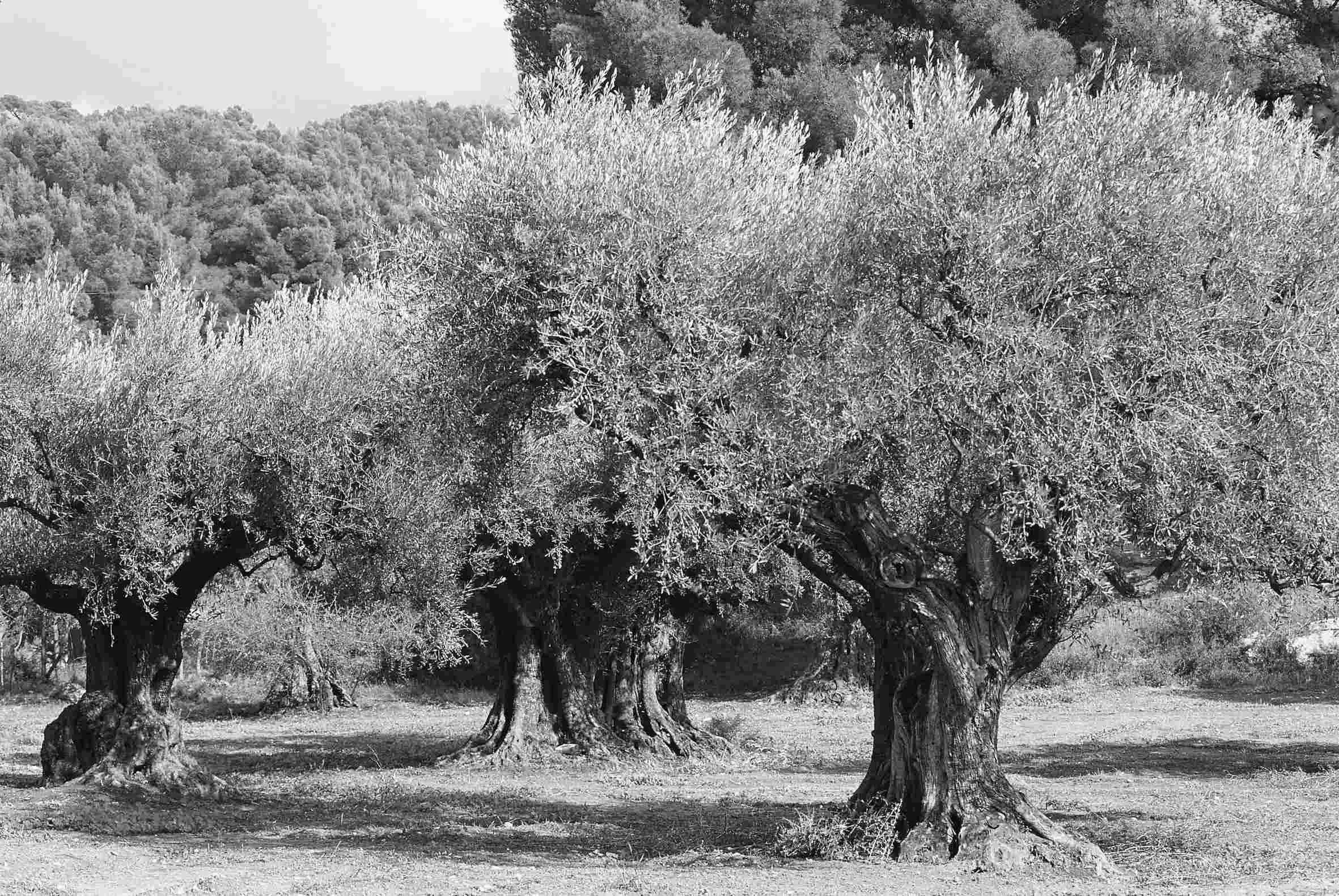 Champs d'oliviers anciens aux troncs noduleux en noir et blanc.